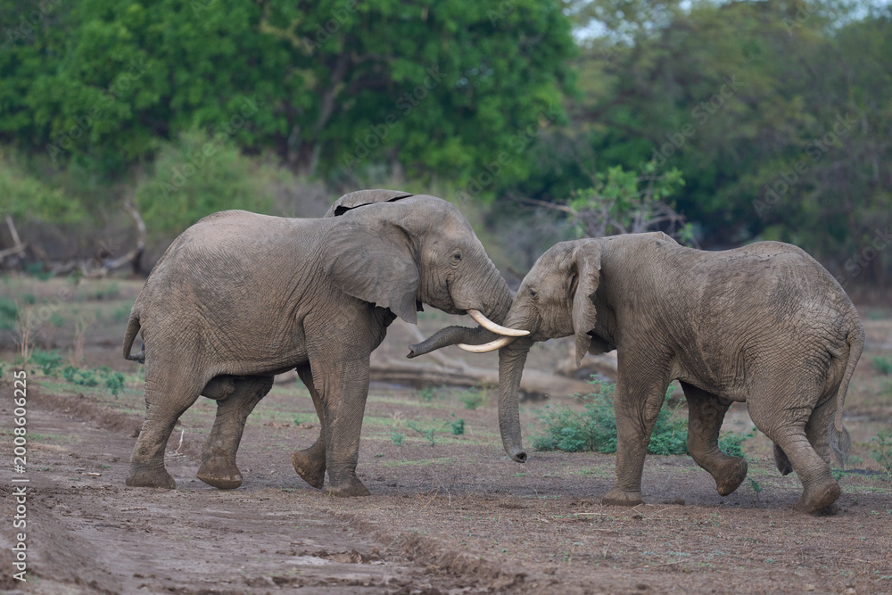 Fototapeta premium Bull African Elephants (Loxodonta africana) fighting in South Luangwa National Park, Zambia
