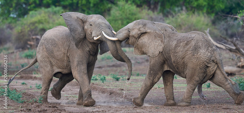 Bull African Elephants (Loxodonta africana) fighting in South Luangwa National Park, Zambia