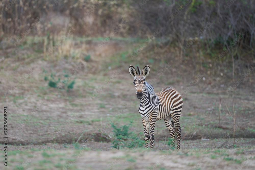 Naklejka premium Crawshay's zebra (Equus quagga crawshayi) crossing a mud and water filled gully in South Luangwa National Park, Zambia