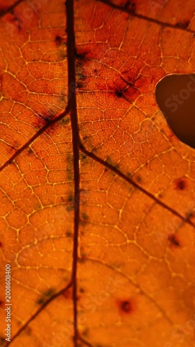 Macro Oak Leaf Intricate Vein Network Texture 4K