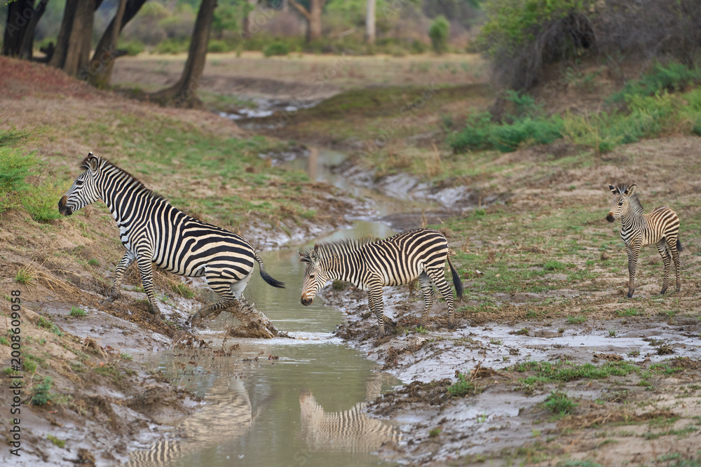 Obraz premium Crawshay's zebra (Equus quagga crawshayi) crossing a mud and water filled gully in South Luangwa National Park, Zambia