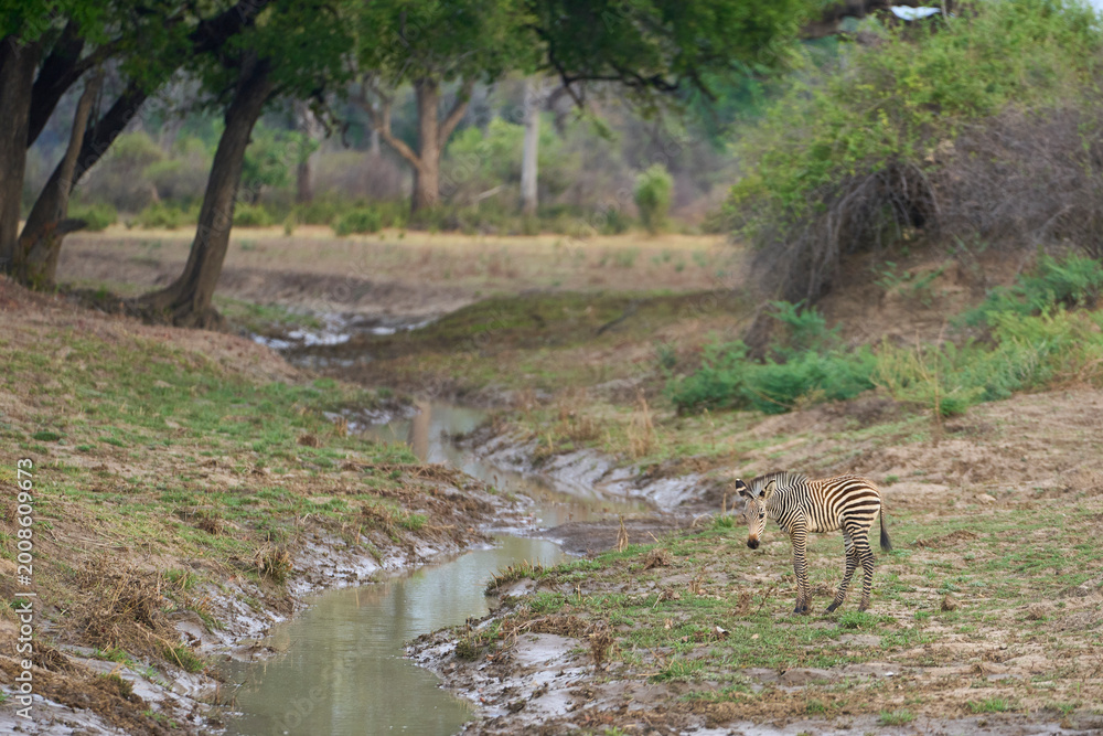 Naklejka premium Crawshay's zebra (Equus quagga crawshayi) crossing a mud and water filled gully in South Luangwa National Park, Zambia