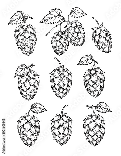 Hops cones and leaves illustration.