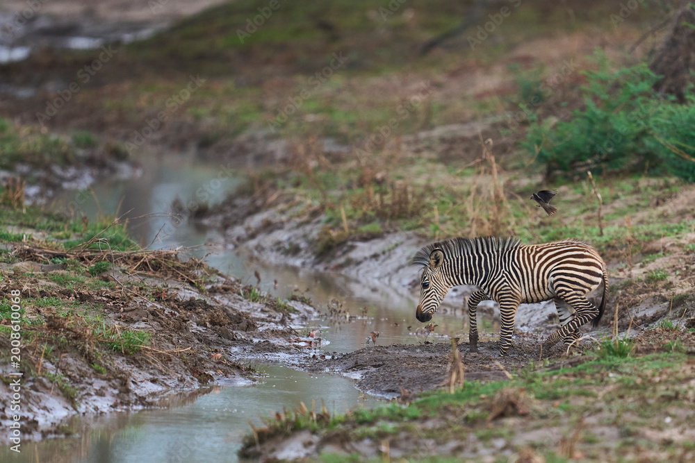 Fototapeta premium Crawshay's zebra (Equus quagga crawshayi) crossing a mud and water filled gully in South Luangwa National Park, Zambia