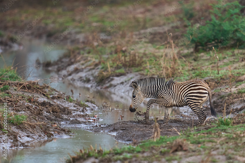 Naklejka premium Crawshay's zebra (Equus quagga crawshayi) crossing a mud and water filled gully in South Luangwa National Park, Zambia