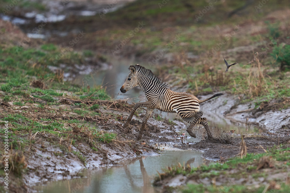 Naklejka premium Crawshay's zebra (Equus quagga crawshayi) crossing a mud and water filled gully in South Luangwa National Park, Zambia