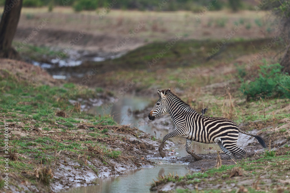 Fototapeta premium Crawshay's zebra (Equus quagga crawshayi) crossing a mud and water filled gully in South Luangwa National Park, Zambia