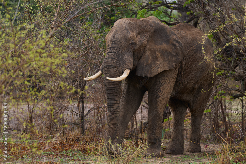 Fototapeta premium Bull African Elephant (Loxodonta africana) feeding in a wooded area in South Luangwa National Park, Zambia