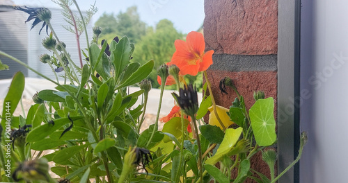 Colorful flowers bloom beside a brick wall in a garden during daylight hours in a serene environment