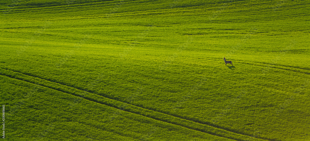 Fototapeta premium A green carpet of young grain across the rolling fields of Germany
