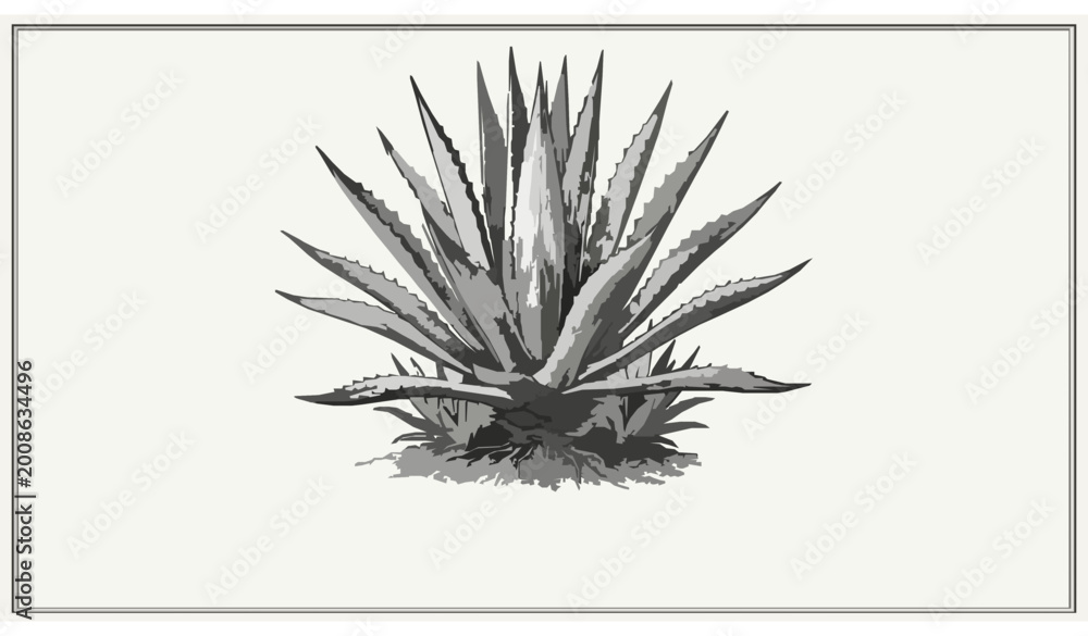 Fototapeta premium Vintage hand-drawn sketch of an agave cactus, botanical engraving style illustration.
