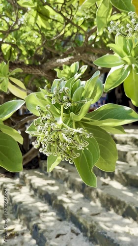Vibrant Green Leaves and Small White Flowers of Beach Heliotrope in Sunlight