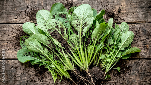 Fresh mustard greens with roots and soil on rustic wooden background