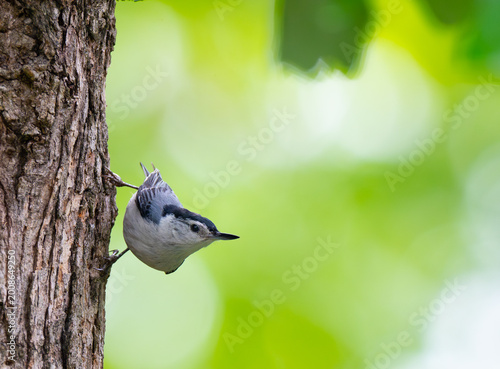 Obraz na plátně White-breasted nuthatch perched on the side of a tree and curiously looking arou