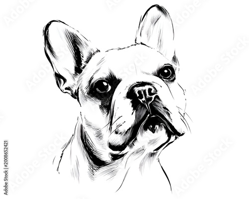 Detailed black and white sketch of a fluffy white dog with long hair, looking upwards with bright eyes in a captivating portrait study.