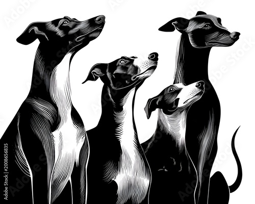 Four elegant greyhound dogs are depicted in a stark black and white engraved style illustration looking upwards with alert expressions together.