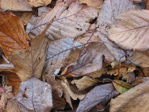 Pile of dried leaves on the ground with brown tones in autumn