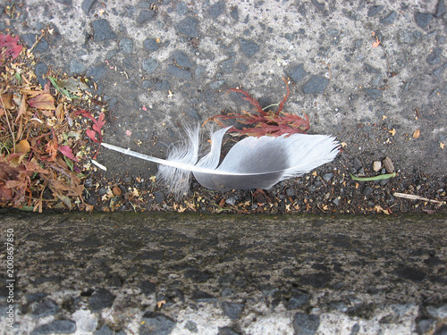 Single bird feather lying on the ground in a street roadside gutter