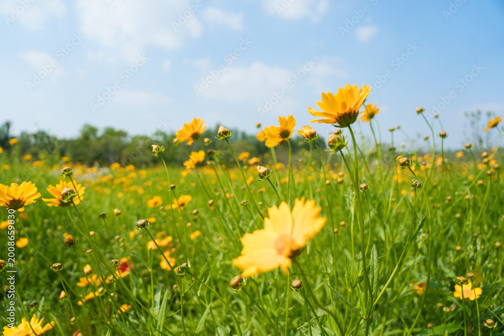 Obraz premium A bright field full of blooming yellow flowers grows under a clear blue sky during a sunny day in the spring season