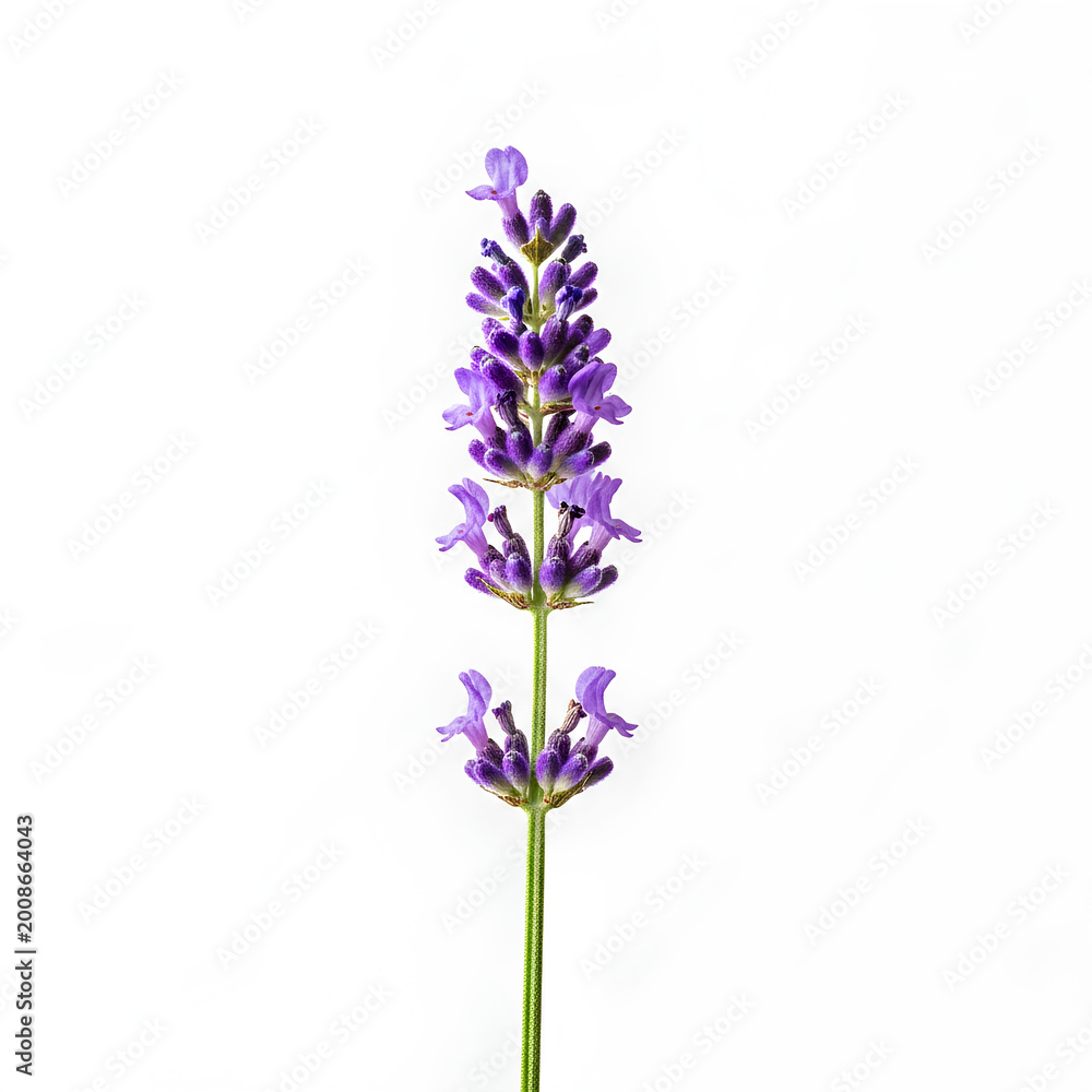 Obraz premium Lavender flower stem isolated on white background closeup shot.