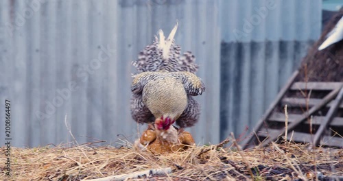 Rooster copulating with hen. Rooster and chicken mating or copulating. Rooster tramples red hen. Cock tramples laying hen. 60 FPS 4k footage.
