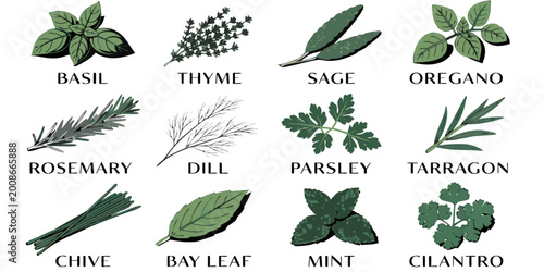 Fotografía Set of fresh green culinary herbs for cooking and seasoning with bay leaf culina