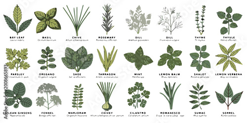 Bild auf Leinwand Detailed botanical illustration collection of culinary herbs and aromatic plants