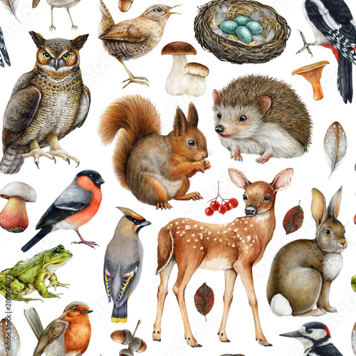 Woodland animal seamless pattern png element with forest birds, deer, rabbit, squirrel, hedgehog, owl and mushrooms. Hand drawn nature watercolor illustration for nursery decor and fabric.