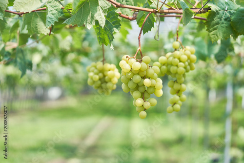 Bild auf Leinwand This collection highlights organic Campbell Early and Shine Muscat grapes growing in a sunlit, eco-friendly greenhouse