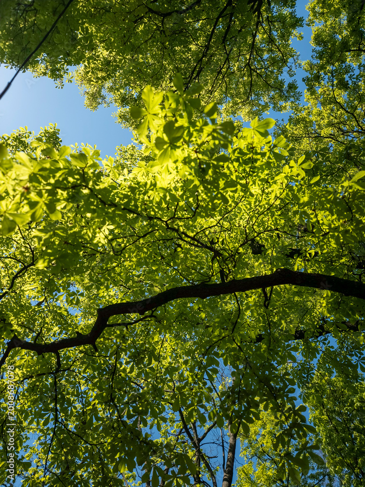 Fototapeta premium Upward Tree Canopy Spring Green Leaves Blue Sky Backlit Sunlight Nature Forest Botanical Background
