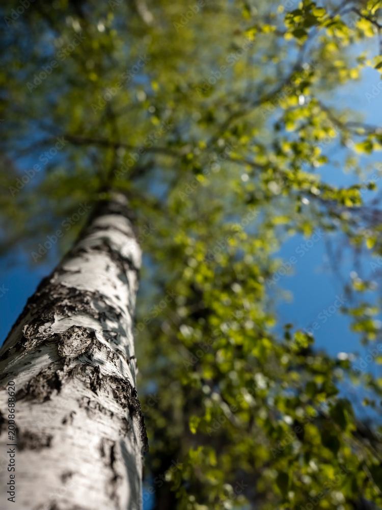Fototapeta premium Birch Tree White Bark Upward View Spring Green Leaves Blue Sky Forest Nature Background