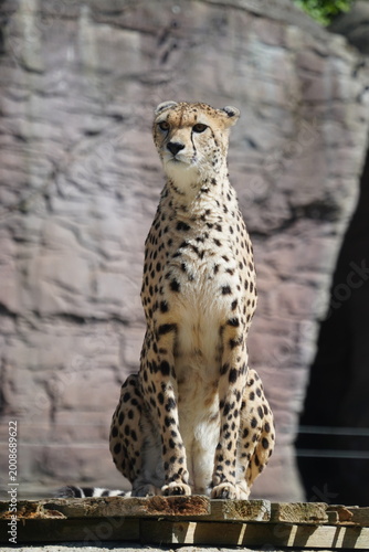 Cheetah