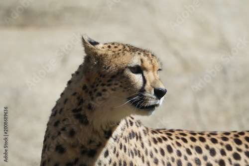Cheetah