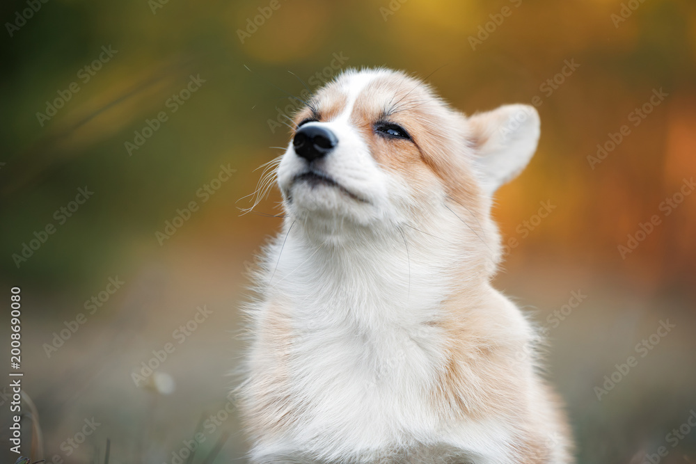 Fototapeta premium cute welsh corgi puppy portrait outdoors