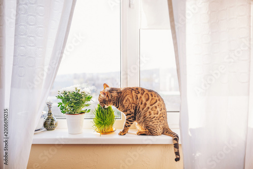A bengal cat stands on a windowsill looking at a small plant in a pot. Natural light fills the room as the cat investigates the greenery