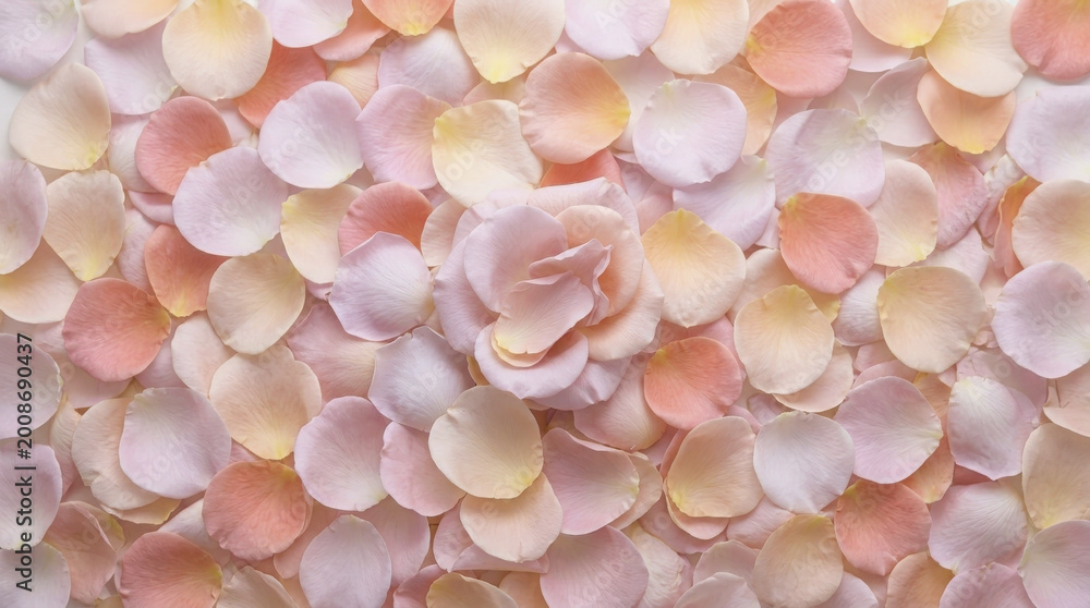 Obraz premium Elegant flat lay of pastel rose petals with a stunning central bloom, ideal for romantic and luxurious designs.
