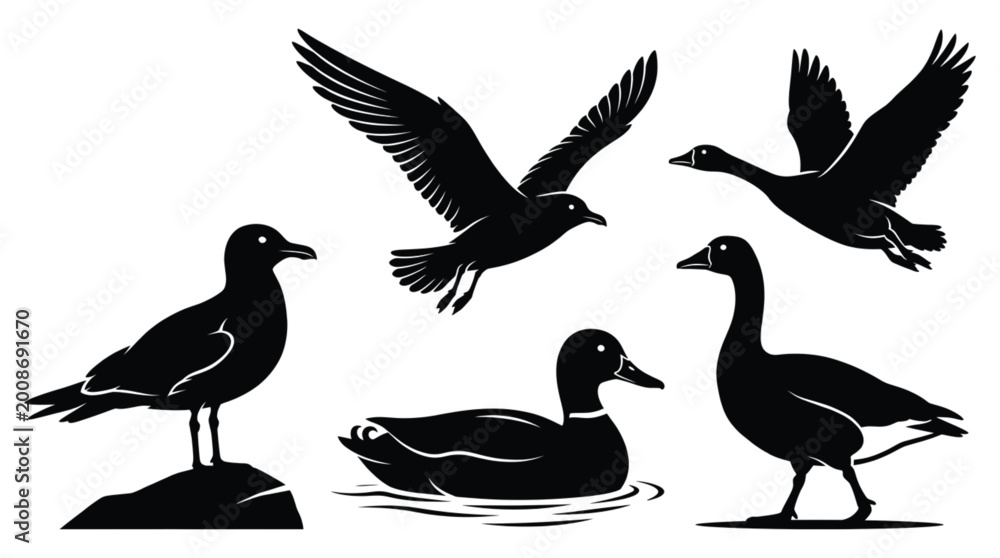 Fototapeta premium Seabird Silhouette Set, Seagull Duck Goose Black Vector Collection, Flying and Swimming Bird Icons