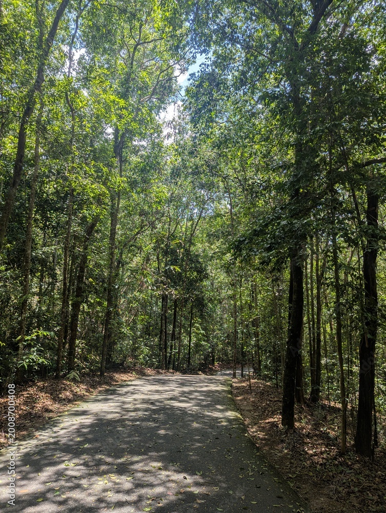 Obraz premium Walking path surrounded by forest trees