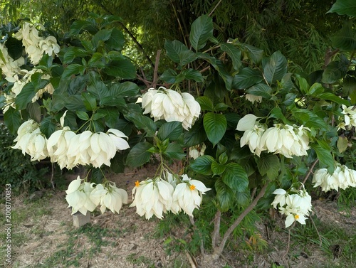 Slika na platnu White Mussaenda plant with large droopy white sepal and small yellow flowers(Mus
