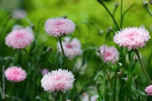 緑の草原に咲くピンクの矢車草