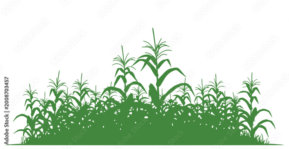 Fototapeta premium Green silhouette representing a maize field. Corn farm illustrated in green vector style. Farming crops.