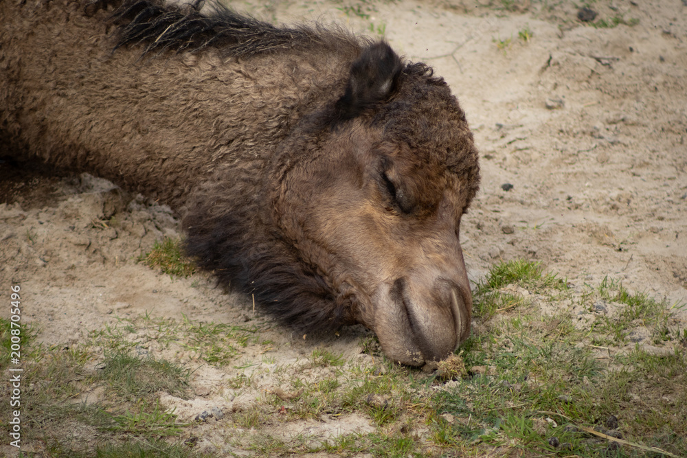 Fototapeta premium silence je dort