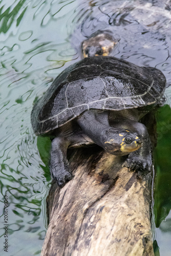 Quadro em tela je sort de l'eau !