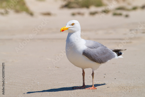 Isolated close-up of a herring gull on the beach | Larus argentatus
