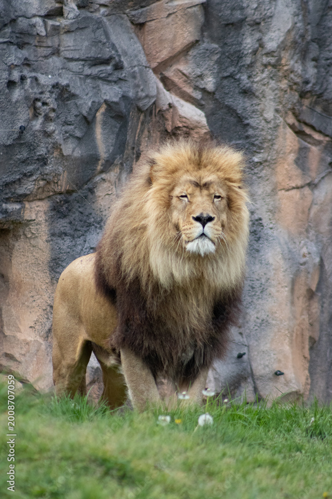 Photography lion en pose