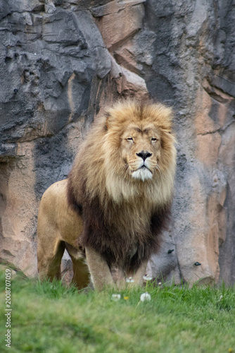 Photography lion en pose
