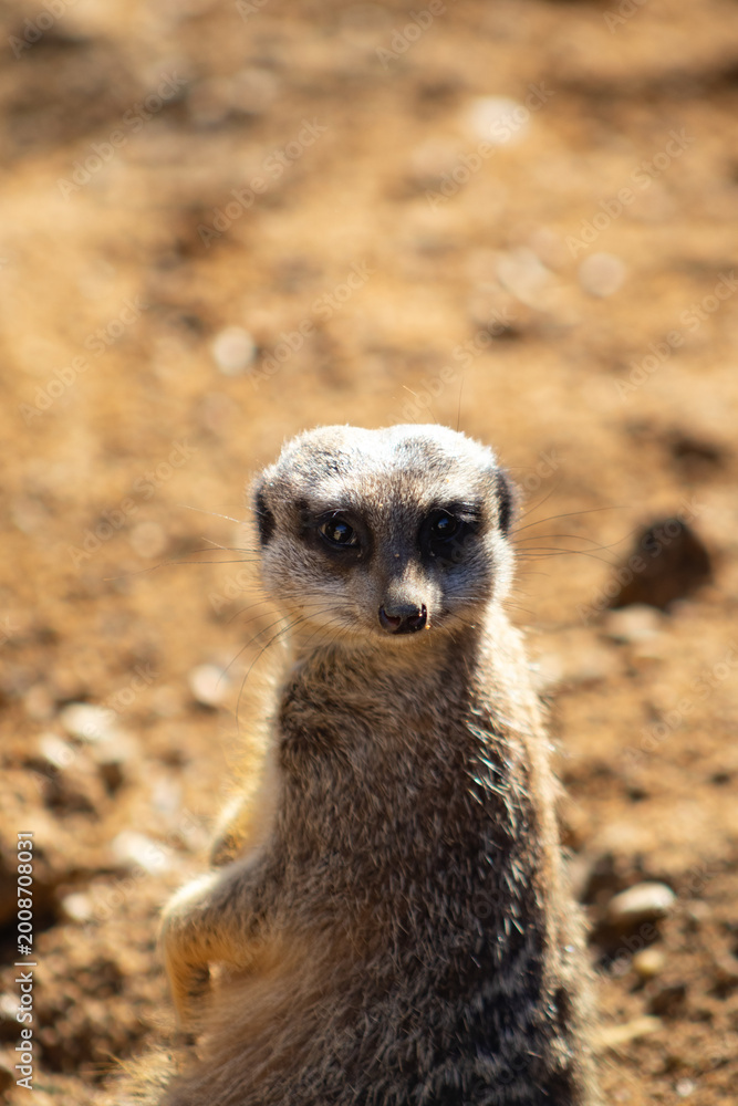Obraz premium suricate a l'affût