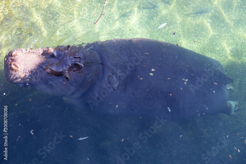 Longueur d'hippopotame