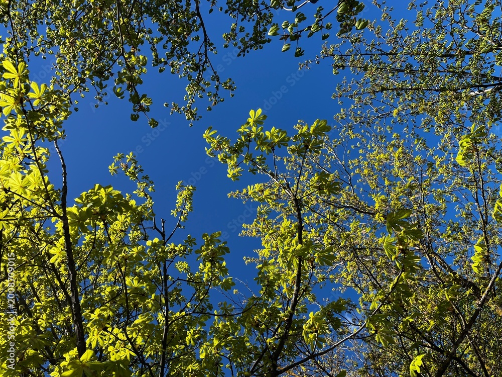 Obraz premium Low Angle View of Fresh Green Tree Leaves Against a Clear Blue Sky