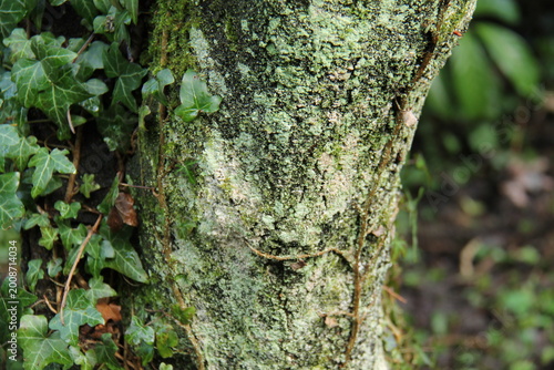 The Growth and Fungi on the Trunk of a Mature Tree.